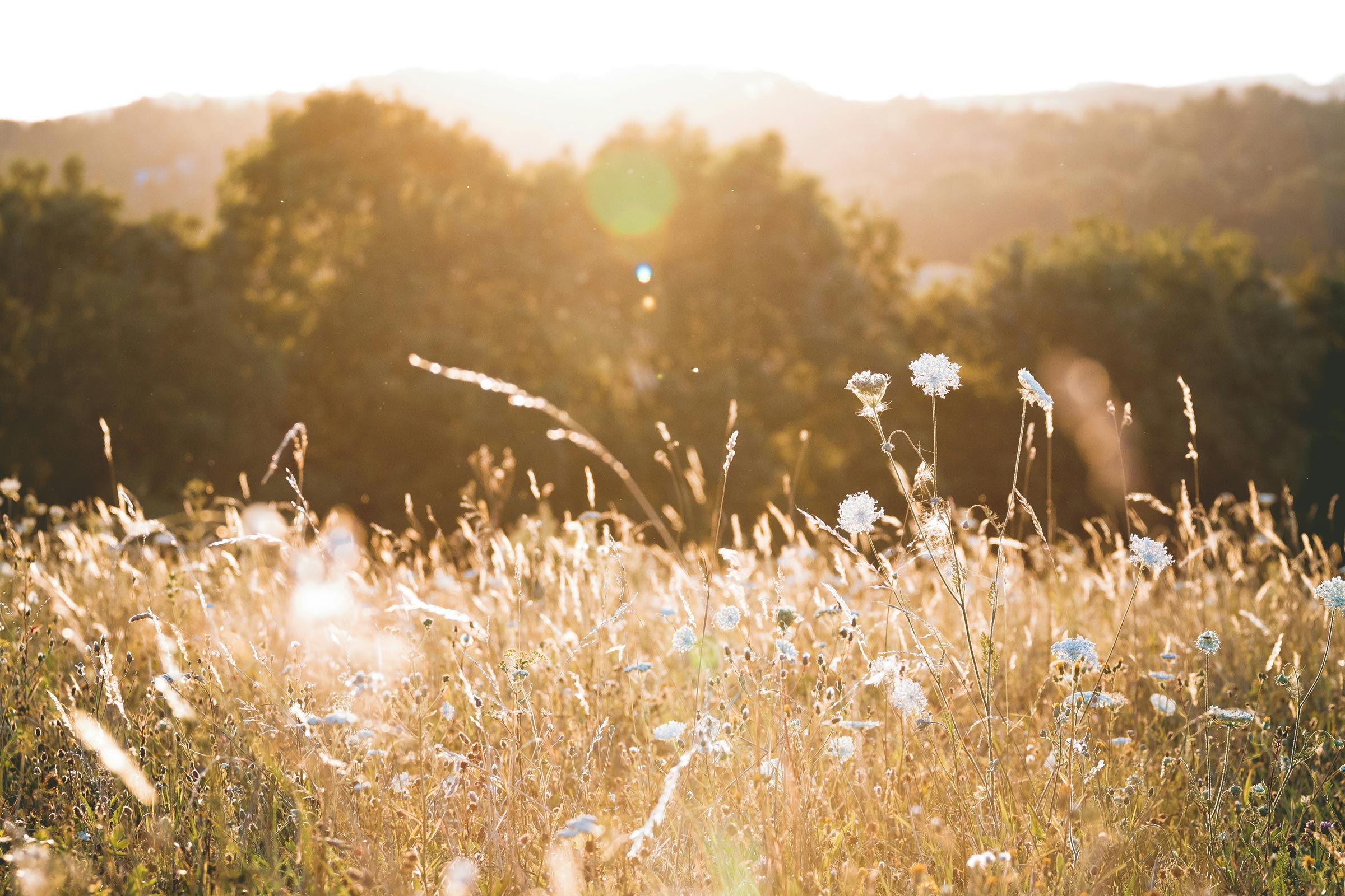 ochil-hills-meadow-of-flowers