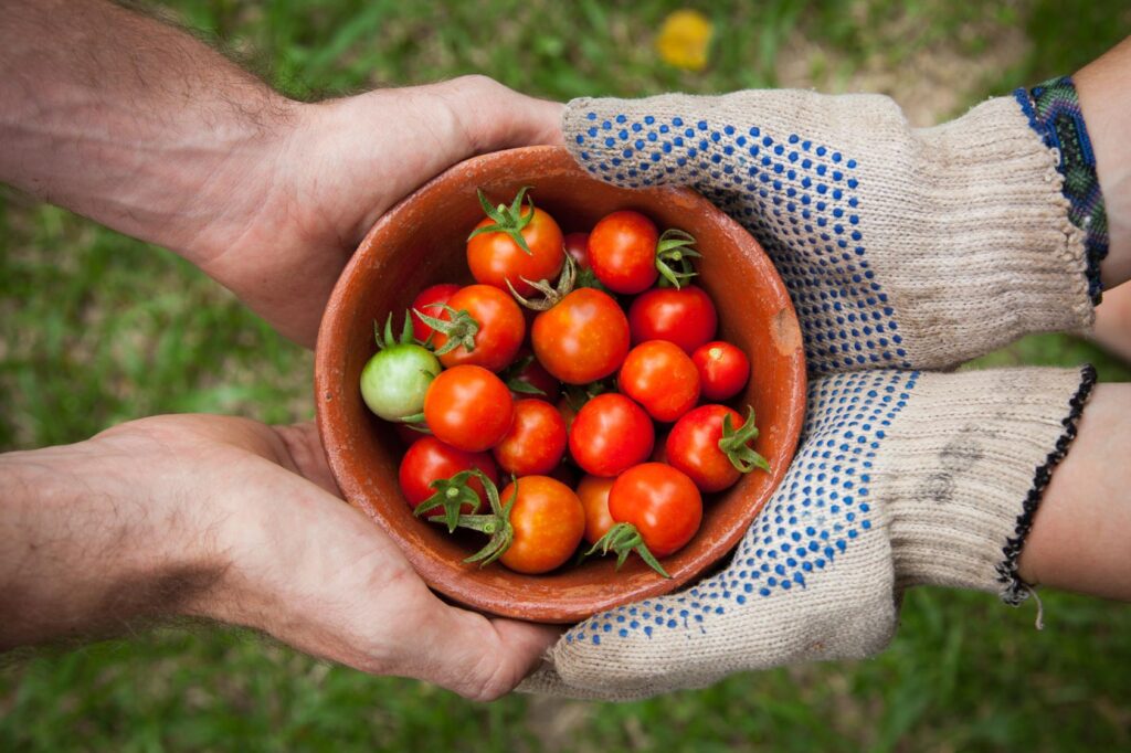 Two people holding a clay pot of freshly picked tomatoes.