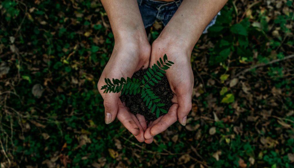 Person holding a handful of soil with both hands with a plant growing from the soil.