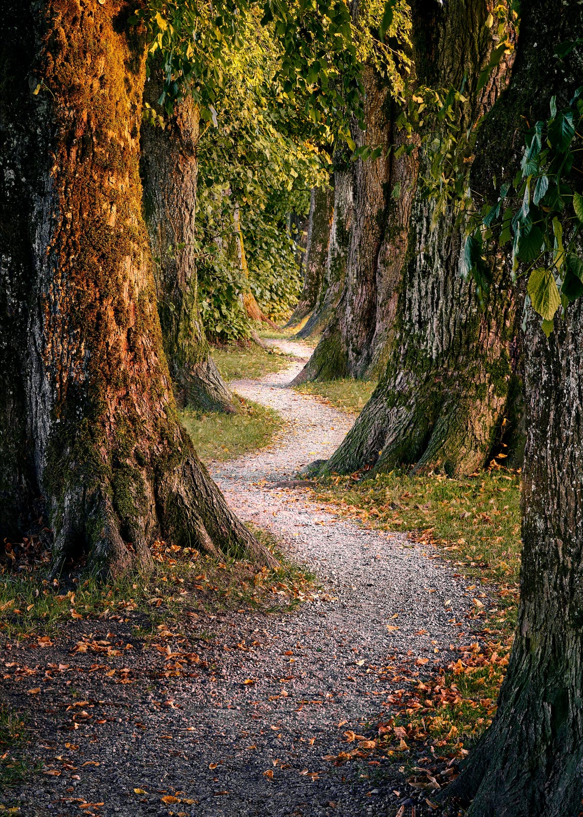 ochil-hills-woodland-path